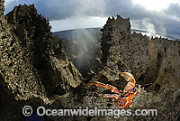 Robber Crab Birgus latro Photo - Justin Gilligan