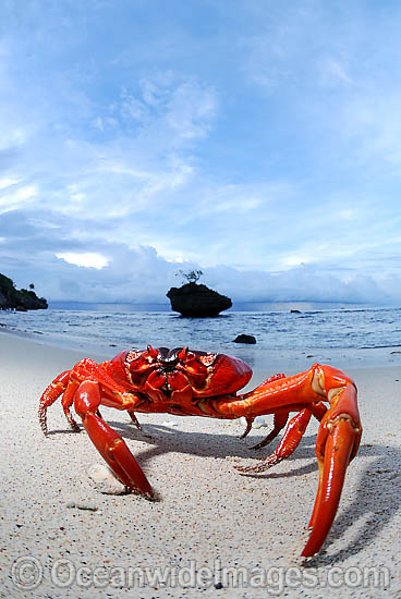 Christmas Island Red Crab (Gecarcoidea natalis) - on beach. A species of terrestrial crab endemic to Cristmas Island, situated in the Indian Ocean, Australia. It is estimated that as many as 120 million crabs live on the island. Photo - Justin Gilligan Christmas Island Red Crab (Gecarcoidea natalis) - on beach. A species of terrestrial crab endemic to Cristmas Island, situated in the Indian Ocean, Australia. It is estimated that as many as 120 million crabs live on the island. Photo - Justin Gilligan