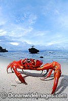 Christmas Island Red Crab Gecarcoidea natalis Photo - Justin Gilligan