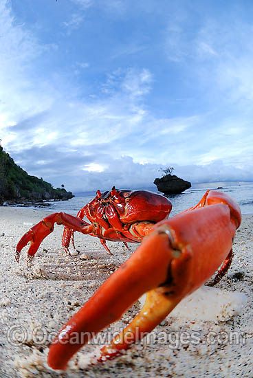 Christmas Island Red Crab on beach photo