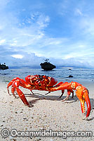 Christmas Island Red Crab Gecarcoidea natalis Photo - Justin Gilligan