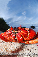 Christmas Island Red Crab on beach Photo - Justin Gilligan