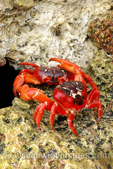Christmas Island Red Crab on beach rock photo
