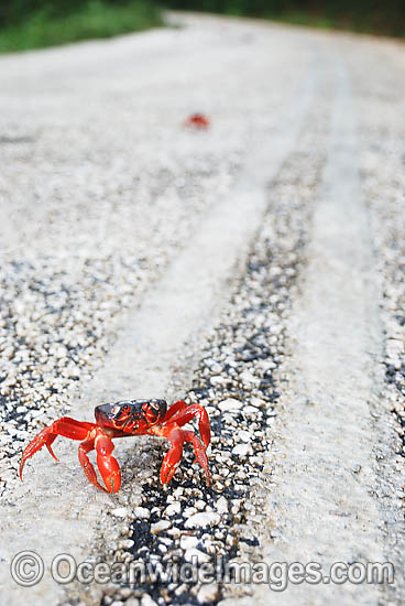 Christmas Island Red Crab (Gecarcoidea natalis) - crossing a road. A species of terrestrial crab endemic to Cristmas Island, situated in the Indian Ocean, Australia. It is estimated that as many as 120 million crabs live on the island. Photo - Justin Gilligan Christmas Island Red Crab (Gecarcoidea natalis) - crossing a road. A species of terrestrial crab endemic to Cristmas Island, situated in the Indian Ocean, Australia. It is estimated that as many as 120 million crabs live on the island. Photo - Justin Gilligan