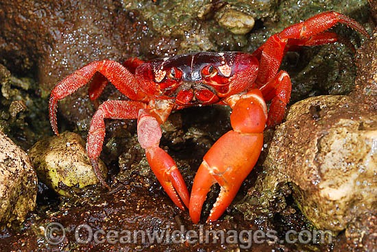 Christmas Island Red Crab on beach rock photo