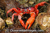 Christmas Island Red Crab on beach rock Photo - Justin Gilligan