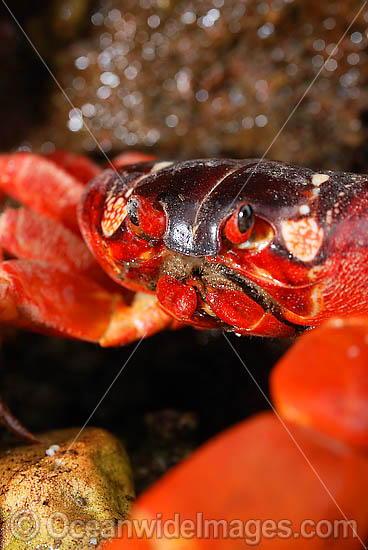 Christmas Island Red Crab Gecarcoidea natalis photo