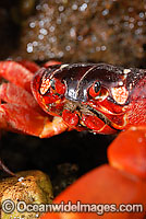Christmas Island Red Crab Gecarcoidea natalis Photo - Justin Gilligan