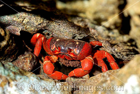 Christmas Island Red Crab female with eggs photo