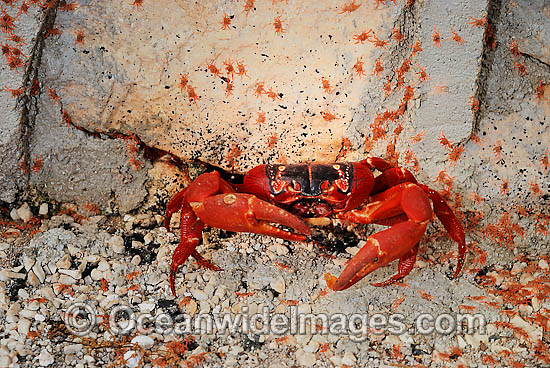 Christmas Island Red Crab (Gecarcoidea natalis) - larvae migrating past adults into forest. A species of terrestrial crab endemic to Cristmas Island, situated in the Indian Ocean, Australia. It is estimated that 120 million crabs live on the island. Photo - Justin Gilligan Christmas Island Red Crab (Gecarcoidea natalis) - larvae migrating past adults into forest. A species of terrestrial crab endemic to Cristmas Island, situated in the Indian Ocean, Australia. It is estimated that 120 million crabs live on the island. Photo - Justin Gilligan