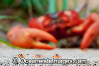 Christmas Island Red Crab larvae migrating Photo - Justin Gilligan