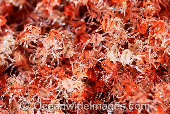 Christmas Island Red Crab larvae photo