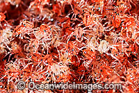 Christmas Island Red Crab larvae Photo - Justin Gilligan