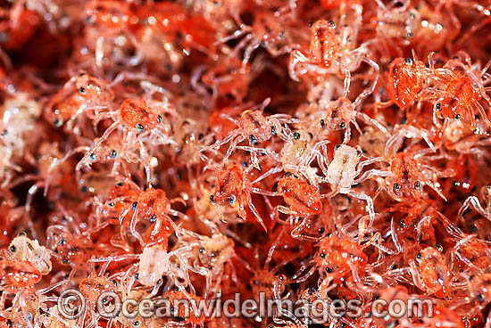 Christmas Island Red Crab larvae photo