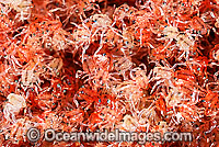 Christmas Island Red Crab larvae Photo - Justin Gilligan