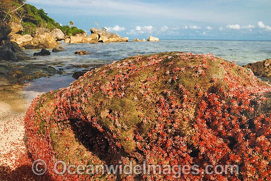 Christmas Island Red Crab larvae photo