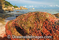 Christmas Island Red Crab larvae Photo - Justin Gilligan