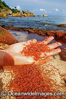 Christmas Island Red Crab larvae Photo - Justin Gilligan