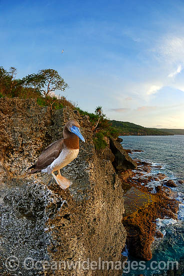 Brown Booby Sula leucogaster photo