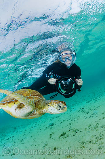 Photographer with Green Turtle photo Photographer with Green Turtle photo