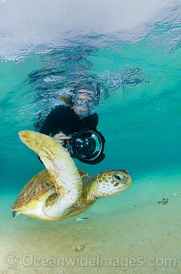 Underwater Photographer with Turtle photo