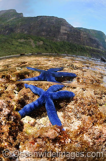 Blue Linckia Sea Star in rock pool photo