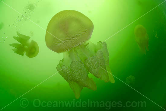 Blubber Jellyfish Catostylus mosaicus photo