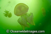 Blubber Jellyfish Catostylus mosaicus Photo - Justin Gilligan