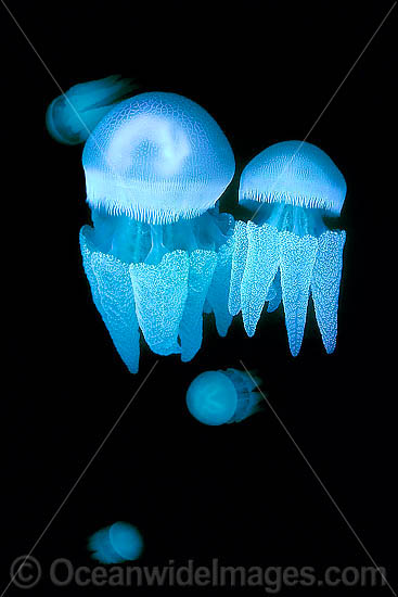 Blubber Jellyfish Catostylus mosaicus photo