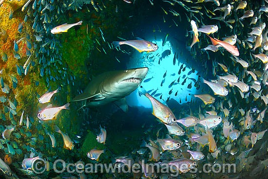 Grey Nurse Shark (Carcharias taurus). Also known as Sand Tiger Shark and Spotted Ragged-tooth Shark, cruising through a school of Black-tipped Bullseye (Pempheris affinis). Fish Rock, South West Rocks, New South Wales, Australia Photo - Justin Gilligan