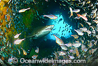 Grey Nurse Shark South West Rocks Photo - Justin Gilligan