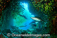 Grey Nurse Shark Photo - Justin Gilligan