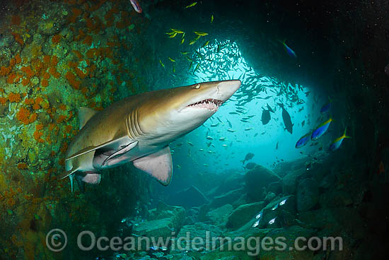 Grey Nurse Shark Australia photo