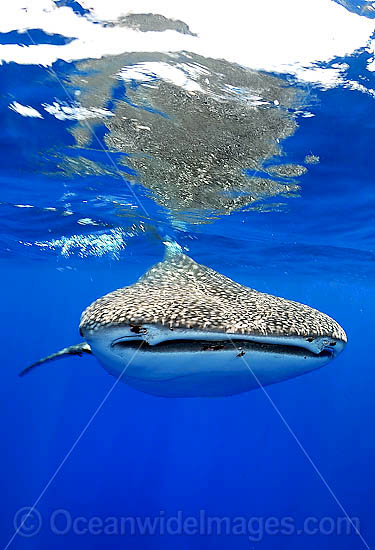 Whale Shark Christmas Island photo