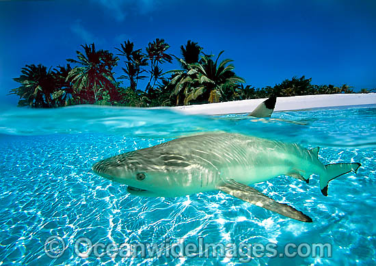 Blacktip Reef Shark Christmas Island photo