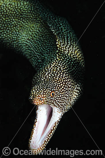 White Mouth Moray Gymnothorax meleagris photo