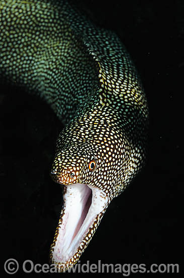 White Mouth Moray Gymnothorax meleagris photo