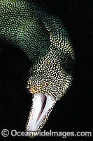 White Mouth Moray Gymnothorax meleagris Photo - Justin Gilligan