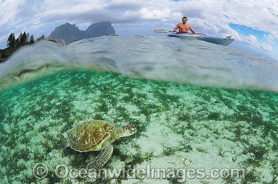 Kayaker with Green Sea Turtle photo