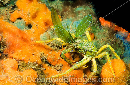 Spider Crab (Naxia aurita) - with sea algae attached to its carapace to provide camouflage from predators. Found on reefs from Houtman Abrolhos, WA, to Vic, including Tas, Australia Photo - Gary Bell Spider Crab (Naxia aurita) - with sea algae attached to its carapace to provide camouflage from predators. Found on reefs from Houtman Abrolhos, WA, to Vic, including Tas, Australia Photo - Gary Bell