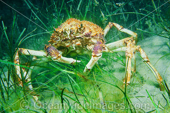 Giant Spider Crab (Leptomithrax gaimardii) - amongst sea grass. Found in Albany, WA, to Sydney, NSW, including Tas. Usually in deep water, but seasonally seen aggregating in shallow water. Australia Photo - Gary Bell Giant Spider Crab (Leptomithrax gaimardii) - amongst sea grass. Found in Albany, WA, to Sydney, NSW, including Tas. Usually in deep water, but seasonally seen aggregating in shallow water. Australia Photo - Gary Bell