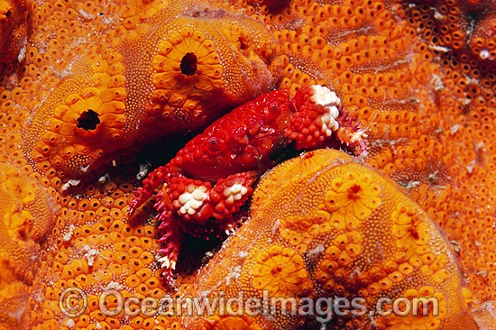 Xanthid Crab Actaea peronii photo
