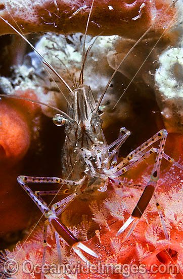 Palaemonid shrimp Palaemon serenus photo
