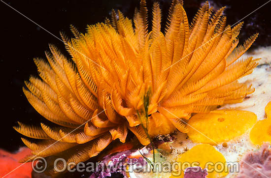 Fan Worm Sabellastarte australiensis photo