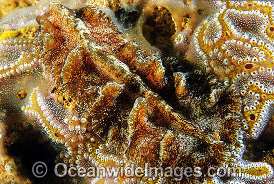 Flatworm (Family: Pseudocerotidae sp.) - on an encrusting Ascidian. Found on sheltered coastal reefs throughout eastern SA and Vic, Australia Photo - Gary Bell Flatworm (Family: Pseudocerotidae sp.) - on an encrusting Ascidian. Found on sheltered coastal reefs throughout eastern SA and Vic, Australia Photo - Gary Bell