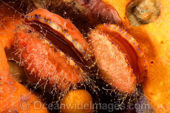 Doughboy Scallop Chlamys asperrimus photo