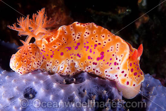 Nudibranch (Ceratosoma brevicaudatum) - on a sea sponge. Found from Houtman Abrolhos, WA, to Cape Byron, NSW, including Tas, Australia Photo - Gary Bell Nudibranch (Ceratosoma brevicaudatum) - on a sea sponge. Found from Houtman Abrolhos, WA, to Cape Byron, NSW, including Tas, Australia Photo - Gary Bell