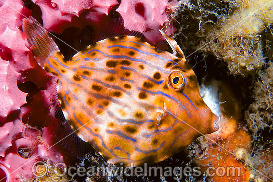 Mosaic Leatherjacket Eubalichthys mosaicus photo Mosaic Leatherjacket Eubalichthys mosaicus photo