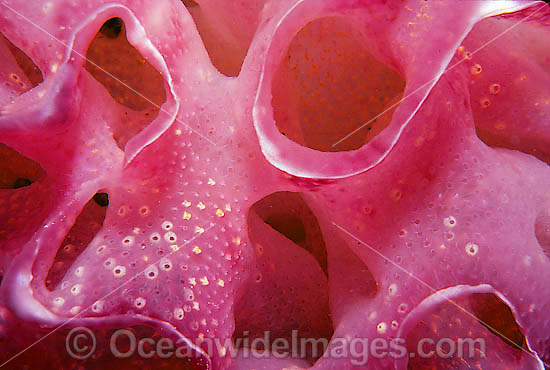 Sea Squirts photo