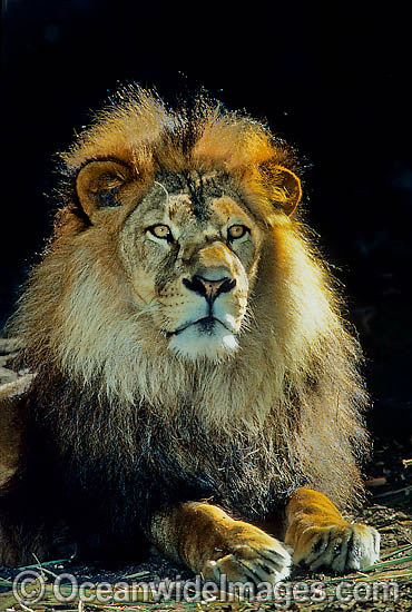 Lion (Panthera leo) - adult male. African Lion. Captive animal Photo - Gary Bell Lion (Panthera leo) - adult male. African Lion. Captive animal Photo - Gary Bell